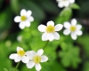 Show product details for Anemone obtusiloba Alba